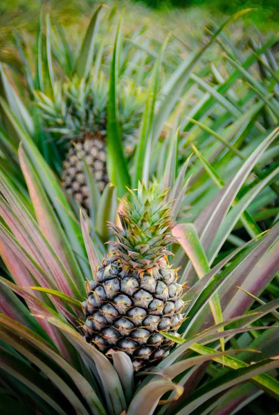 Ovoce ananas v serverové farmě — Stock fotografie