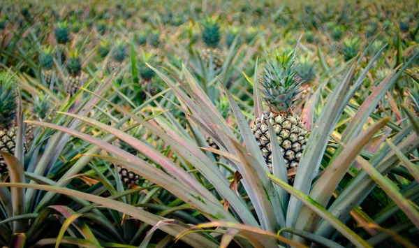 Ovoce ananas v serverové farmě — Stock fotografie