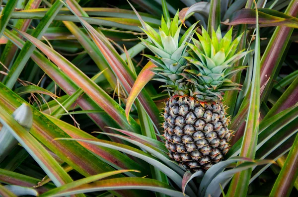 Ananas frukt i gård — Stockfoto