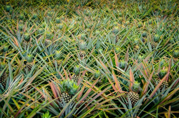 Fruta de abacaxi na fazenda — Fotografia de Stock