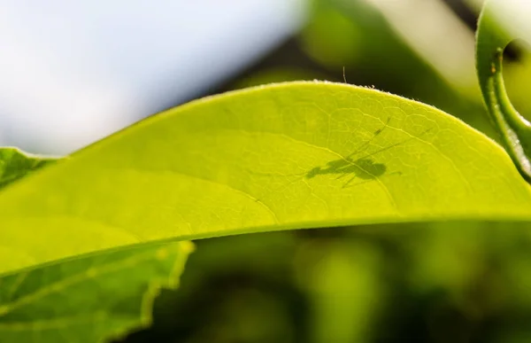 Shadow of inset on green leaf — Stock Photo, Image