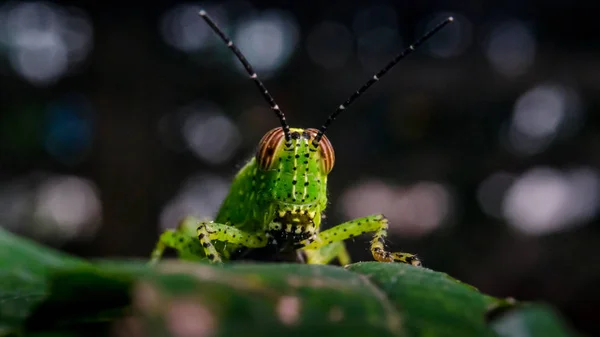 잎사귀에 perching 메뚜기 — 스톡 사진