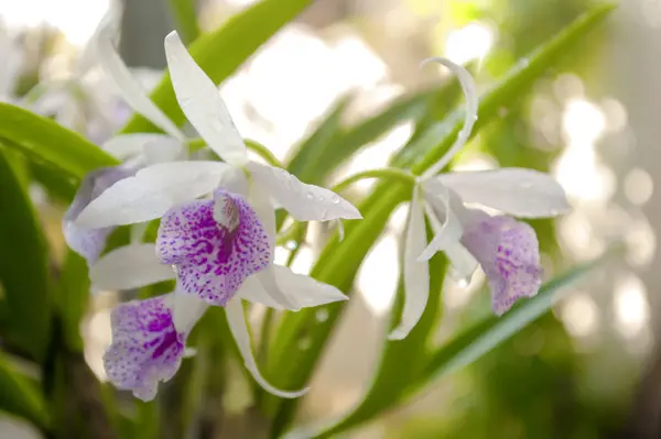 Bella orchidea con gocciolina — Foto Stock