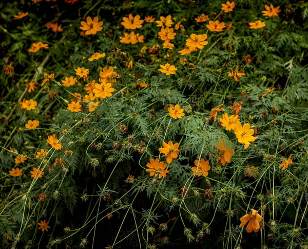 盛开在田野的雏菊花 — 图库照片