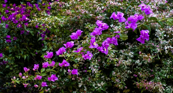 庭で咲いているブーゲンビリアの花 — ストック写真