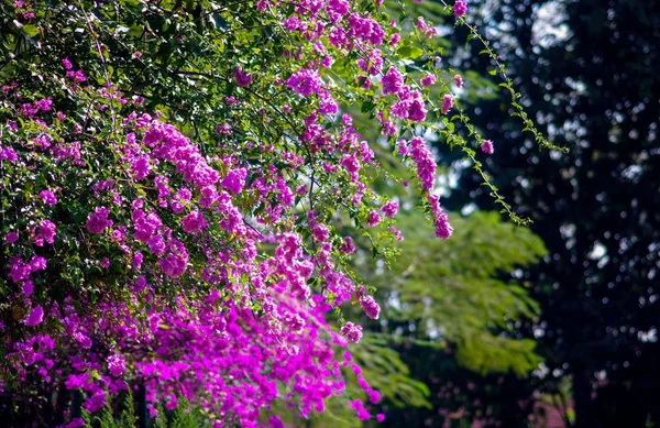 Bougainvillea bloem bloeien in tuin — Stockfoto