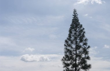 Çam ağacı ile bulutlu gökyüzü, Noel ağacı Tema