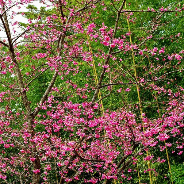 かわいいピンクの花の庭花 — ストック写真