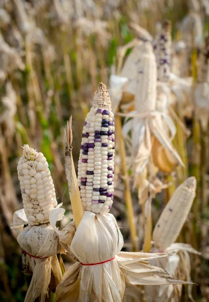 Maíz en un campo de maíz listo para la cosecha — Foto de Stock