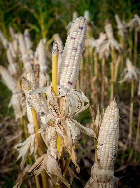 Maíz en un campo de maíz listo para la cosecha — Foto de Stock