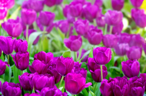 可爱的紫色郁金香花在花园里 — 图库照片