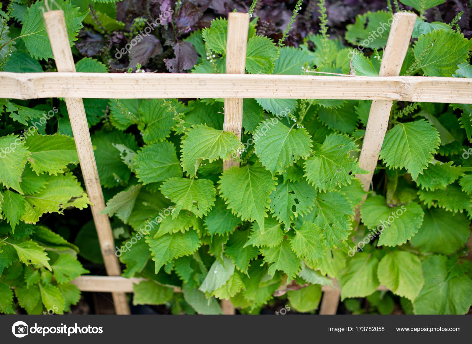 Oba Leaves Stock Photos Royalty Free Oba Leaves Images Depositphotos