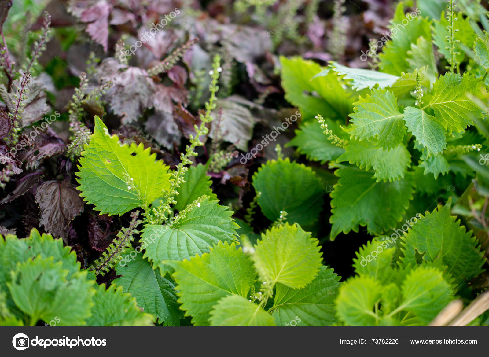 Aojiso Or Oba Leaves Vegetable Farm Stock Photo By C Pixbox77