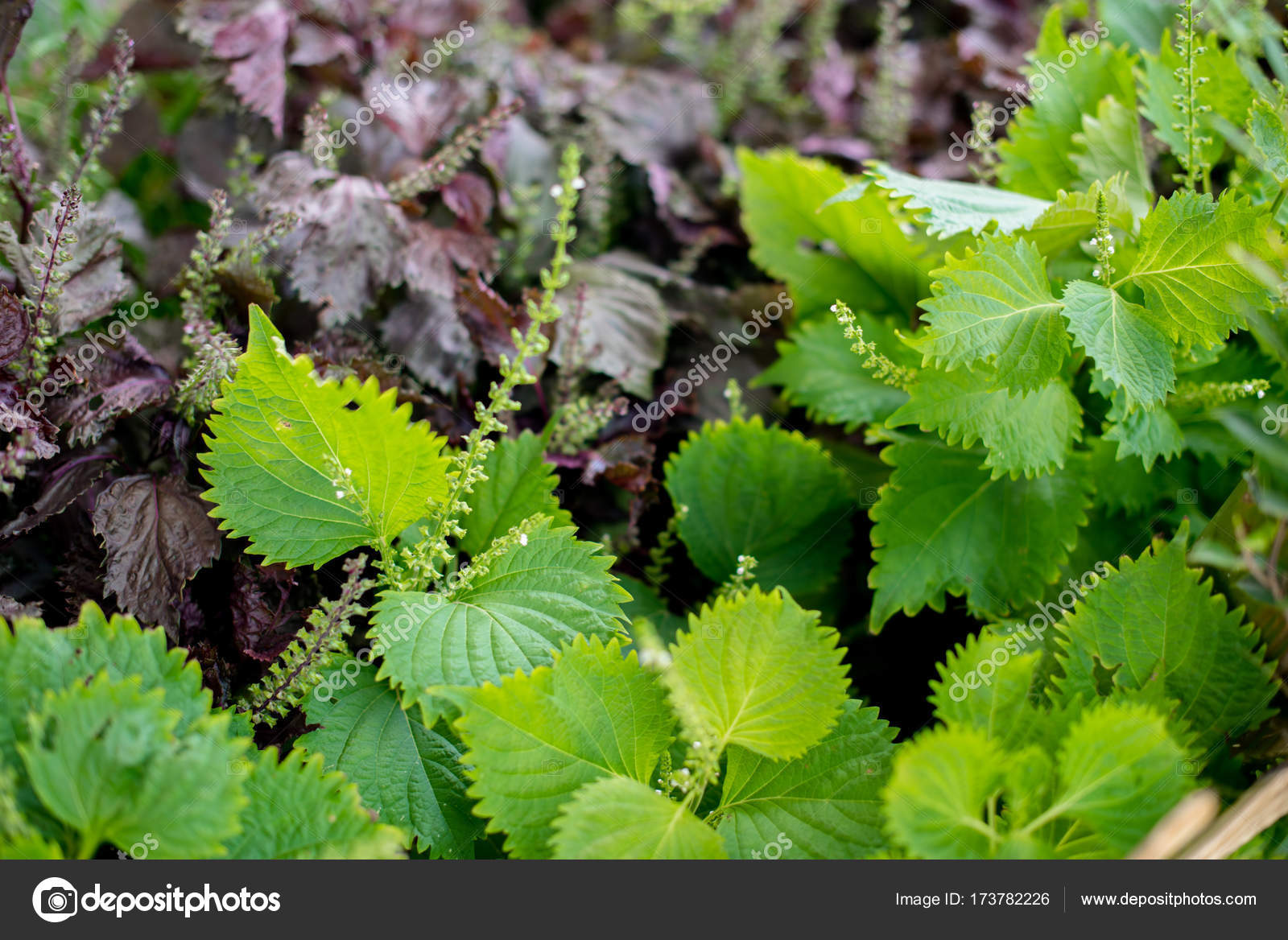 Aojiso Or Oba Leaves Vegetable Farm Stock Photo By C Pixbox77