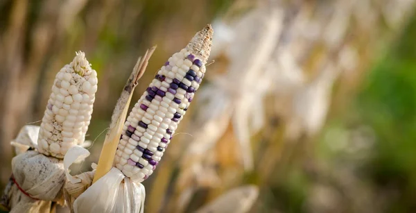 Maíz en un campo de maíz listo para la cosecha — Foto de Stock