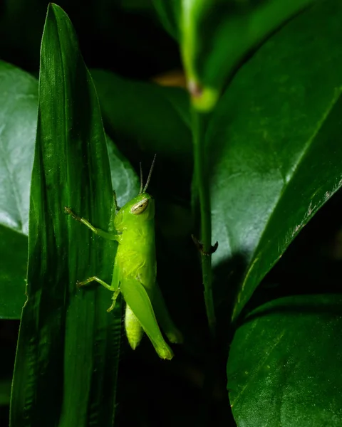 Saltamontes en rama, disparo de macro — Foto de Stock