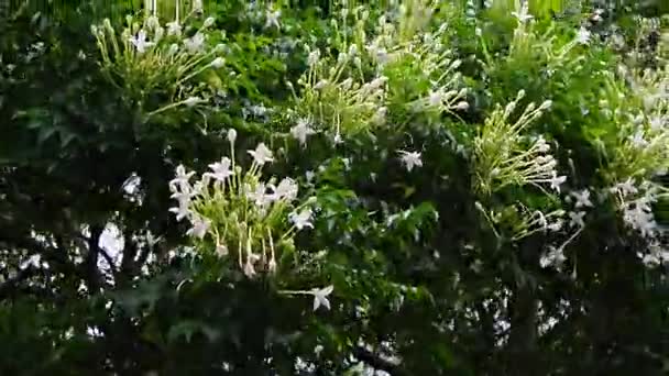 Σύμπλεγμα των άσπρων λουλουδιών του κινήματος δέντρο φελλό από τον άνεμο — Αρχείο Βίντεο