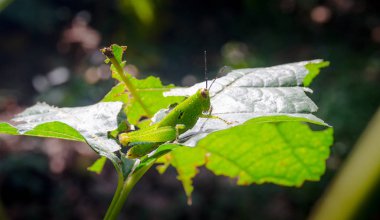 bir yaprak tıraşlama çekirge