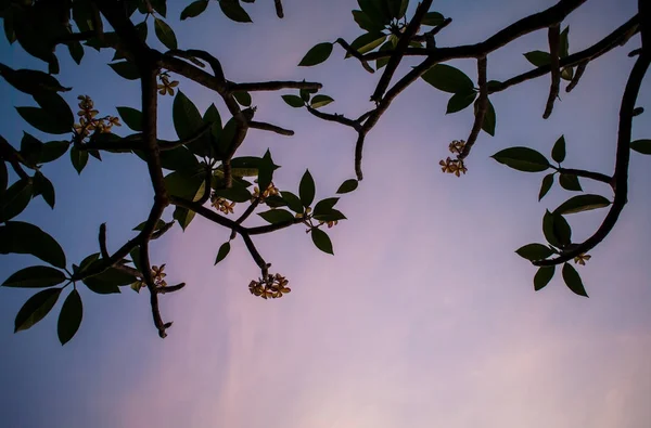 Flores de Frangipani florescendo na árvore com céu claro — Fotografia de Stock