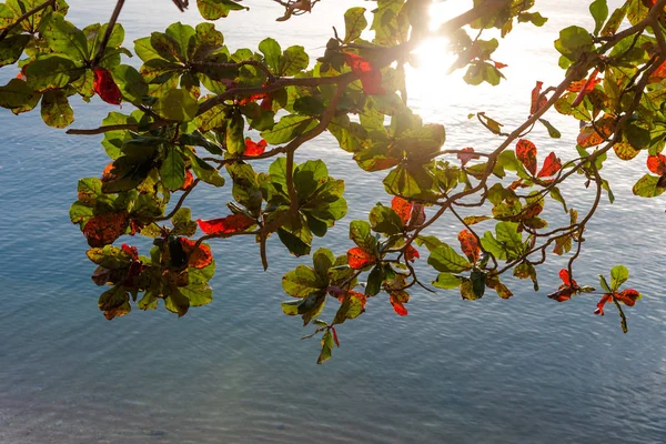 Malabar almond leaf with sea surface from  high angle view — Stock Photo, Image