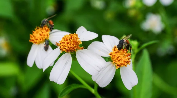 Pollen d'abeille à la recherche de jus sucré — Photo