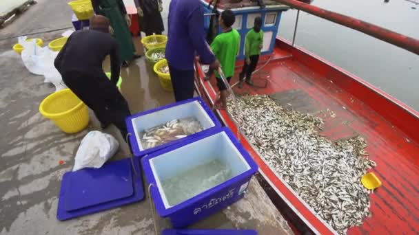 Рыбак упаковывает рыбу от рыбацкой лодки до ледяного бака — стоковое видео