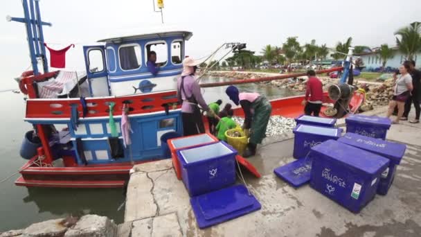 Pescador que embala peixes de barco de pescador para tanque de gelo — Vídeo de Stock