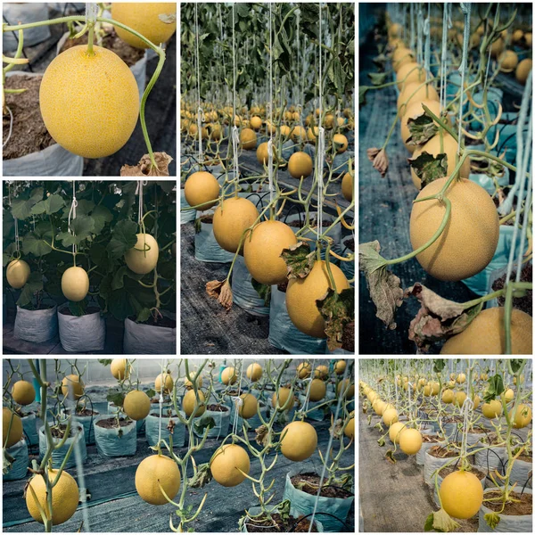 Fazenda de frutas de melão, Agricultura — Fotografia de Stock