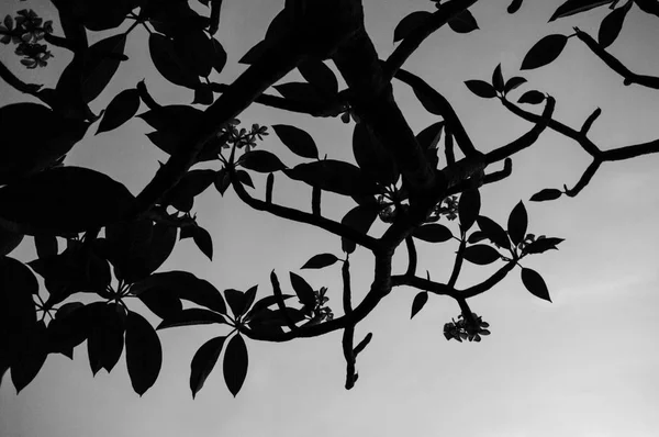 Frangipani fleurs fleurissant sur l'arbre avec un ciel clair — Photo