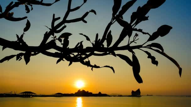 Time Lapse Van Avondrood Zee Met Boom Silhouet Voorgrond — Stockvideo