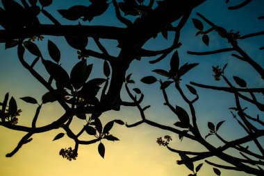 Açık gökyüzü ile ağacı çiçek açan frangipani çiçekler