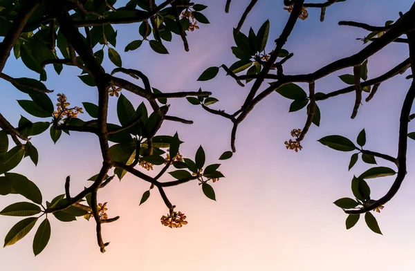 Frangipani fleurs fleurissant sur l'arbre avec un ciel clair — Photo