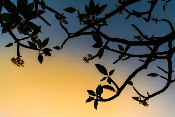 Frangipani fleurs fleurissant sur l'arbre avec un ciel clair — Photo