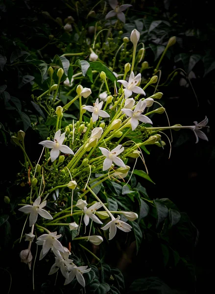 Kluster av vita blommor av de Cork Treem, Millingtonia hortens — Stockfoto