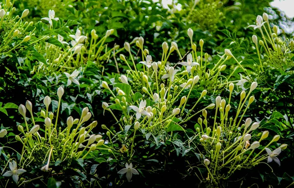 Cluster di Fiori Bianchi del Sughero, Millingtonia hortensi — Foto Stock