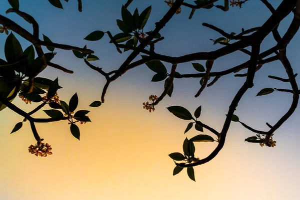 Açık gökyüzü ile ağacı çiçek açan frangipani çiçekler — Stok fotoğraf