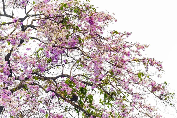 Flor rosa agradável na árvore com céu branco — Fotografia de Stock