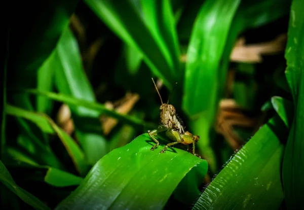 Zelená kobylka na zelené trávě — Stock fotografie