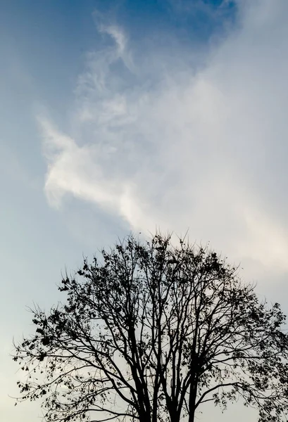 蓝天白云树的剪影 — 图库照片