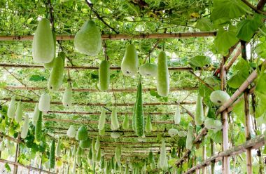 Kış kavun ve yapısı üzerinde asılı squash