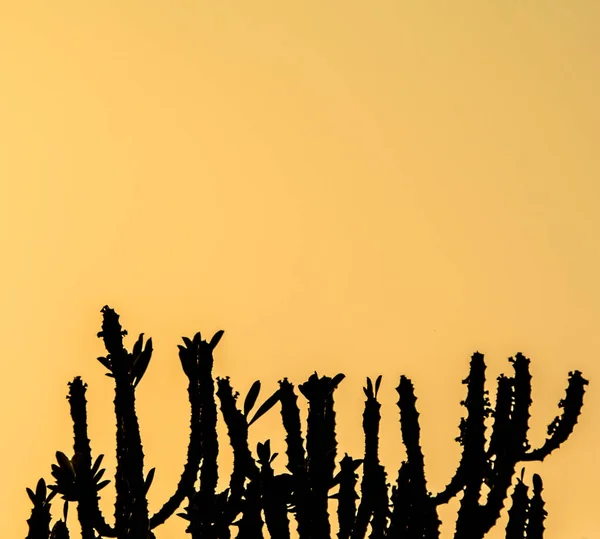 Silueta de cactus con fondo cielo al atardecer —  Fotos de Stock