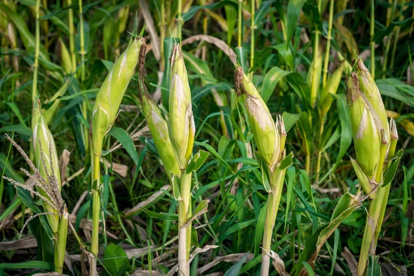 Maïs dans un champ de maïs prêt pour la récolte — Photo