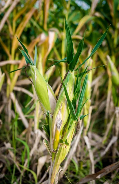 Maíz en un campo de maíz listo para la cosecha — Foto de Stock