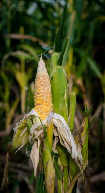 Mısır hasat için hazır bir Mısır alanında