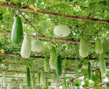 Kış kavun ve yapısı üzerinde asılı squash