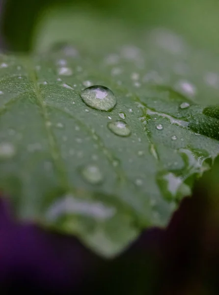 Tetesan yang bagus di daun hijau — Stok Foto