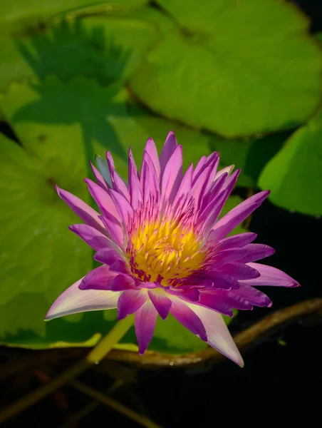 Roze lotusbloem in zwembad — Stockfoto