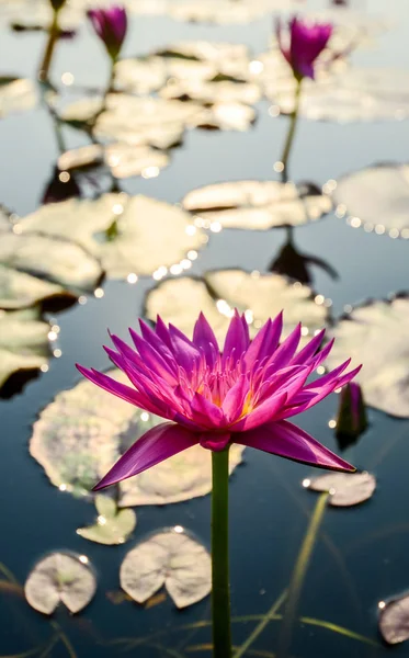 Flor de lótus rosa na piscina — Fotografia de Stock