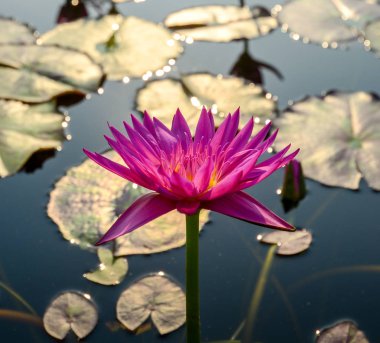 Pembe lotus çiçeği Havuzu