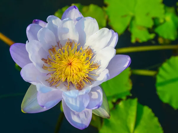 Fleur de lotus violet dans la piscine — Photo